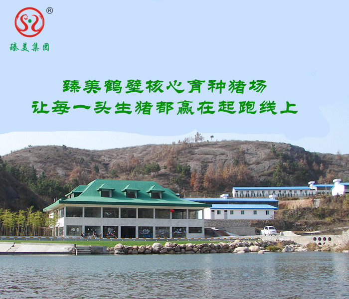 臻美集團鶴壁育種豬場 臻美集團鶴壁育種豬場