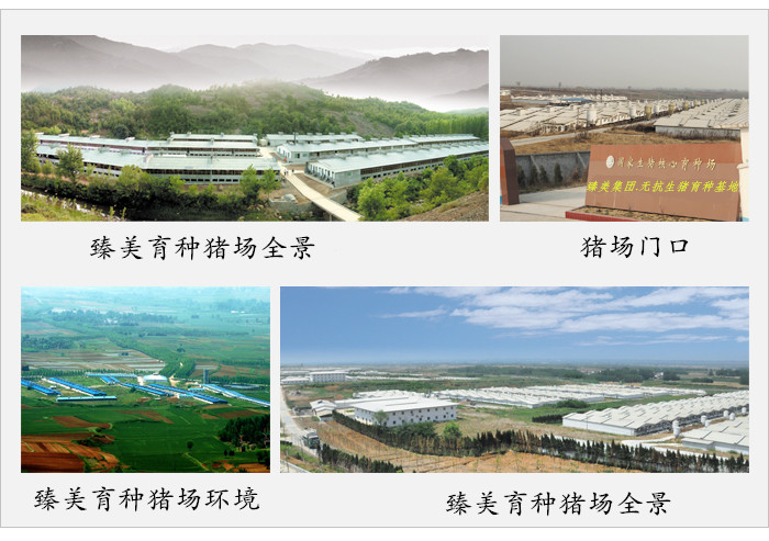 臻美集團鶴壁育種豬場 臻美集團鶴壁育種豬場
