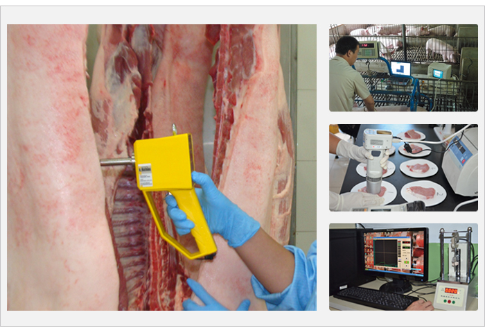 臻美集團鶴壁育種豬場 臻美集團鶴壁育種豬場