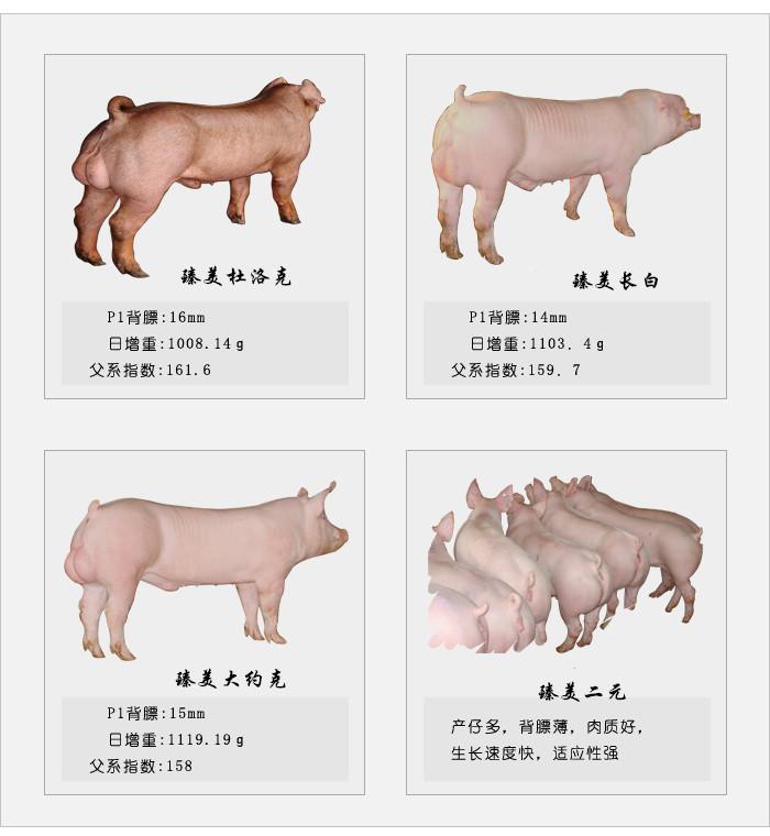 臻美集團鶴壁育種豬場 臻美集團鶴壁育種豬場